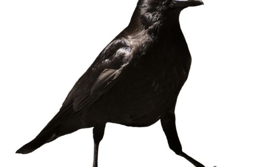 Common Raven